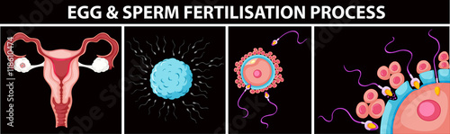 Egg and sperm fertilisation process