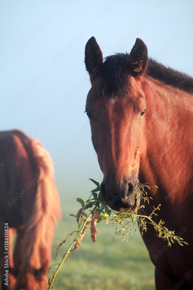 Naklejka premium horse eating grass close up