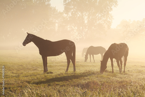 few horses grazing om pasture during foggy sunrise © Olha Rohulya