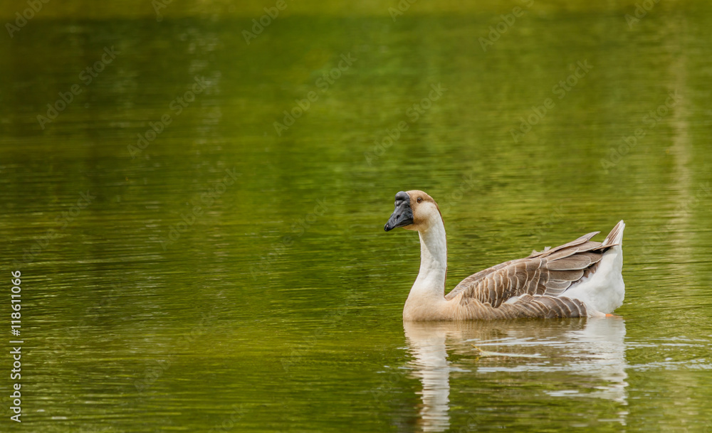 Fototapeta premium Grey Goose swimming in a large pond.