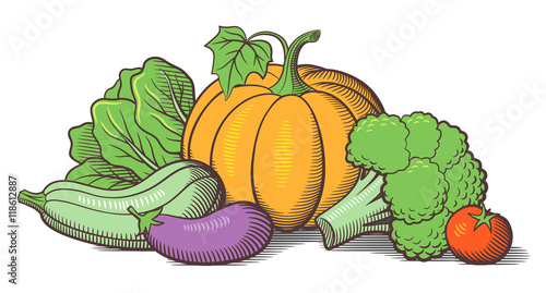 Still-life with vegetables. Pumpkin, zucchini, eggplant, broccoli, lettuce and tomato. Stylized colored vector illustration