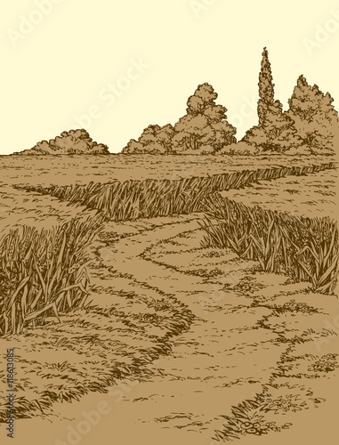 Vector summer landscape. A dirt path through fields of wheat