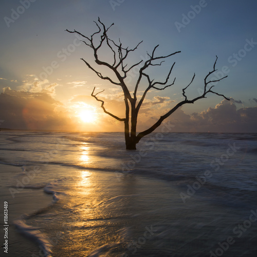 Oak tree submersed in water at sunrise with storm clouds in the boneyard beach of Edisto Island, South Carolina photo