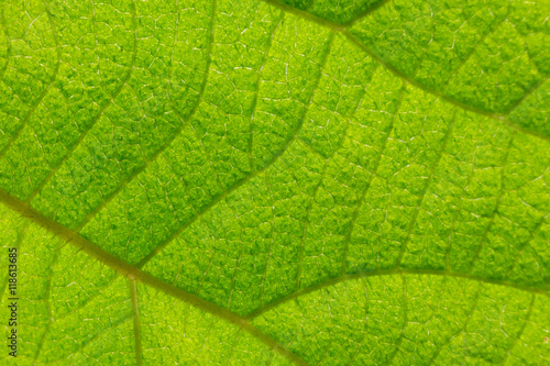 kiwi green leaf close-up