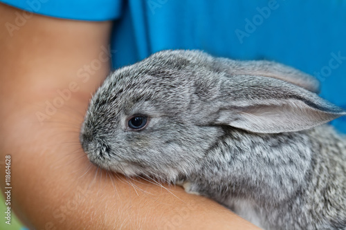 Cute baby rabbit in hand. Fluffy gray bunny texture skin. soft focus