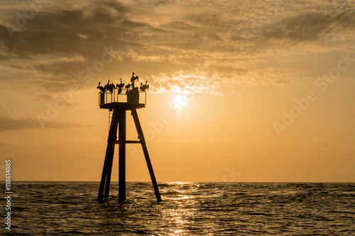 brown pelicans on a buoy, South Carolina coast