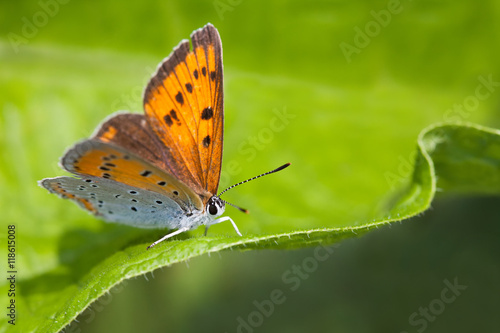 Blue orange gossamer-winged butterfly. Polyommatus icarus on green leaf background, macro view
