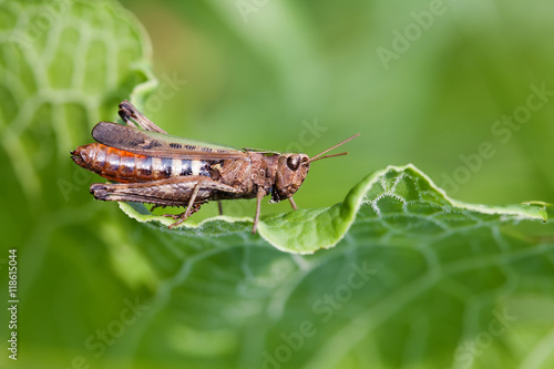 Grasshopper on a green leaf. insect macro view, shallow depth of field, horizontal © besjunior