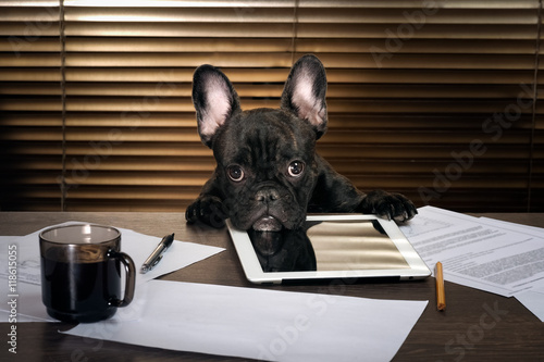 Fotografie The dog in the office behind a desk