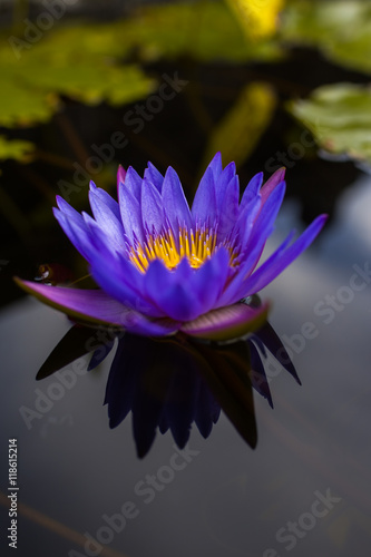 Fototapeta Naklejka Na Ścianę i Meble -  Blue water lily on the nature pond