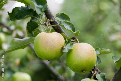 Two green apples on a tree branch, autumn orchard landscape. macro view, soft focus