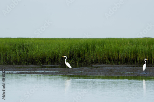 great egrets in the marsh on Bulls Island, South Carolina
