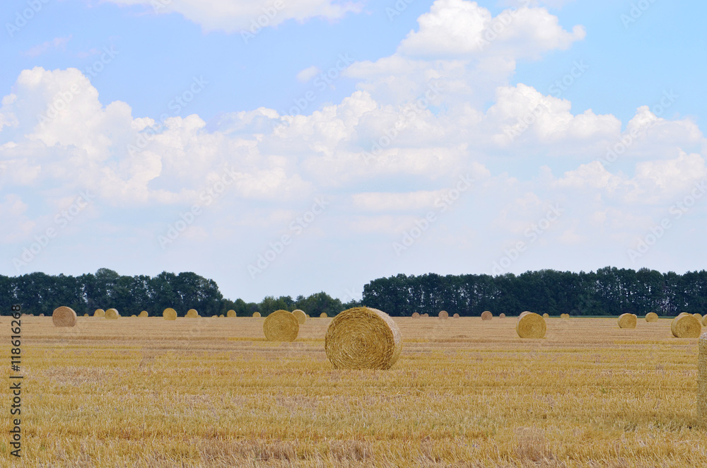Fototapeta premium bales of hay in the field