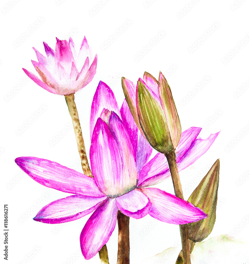 Pink waterlily on white, watercolor painting Pink waterlily on white, watercolor painting