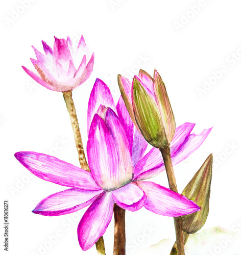 Pink waterlily on white  watercolor painting