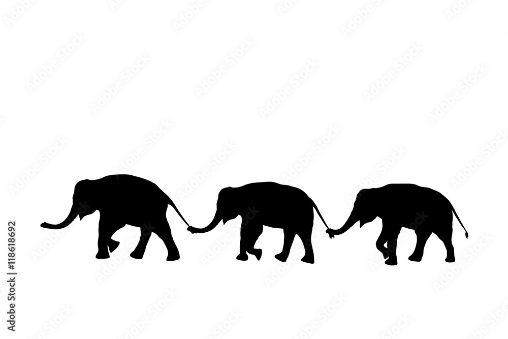 Obraz premium silhouette elephants relationship with trunk hold family tail walking together isolated on white background