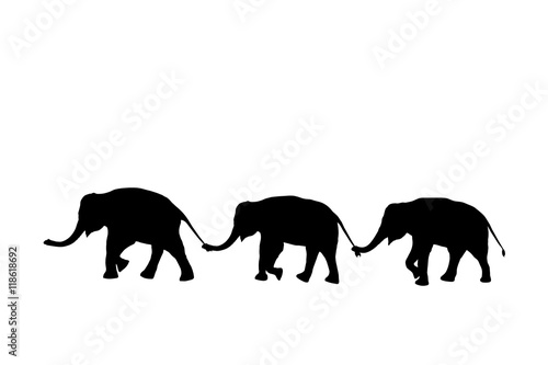 silhouette elephants relationship with trunk hold family tail walking together isolated on white background