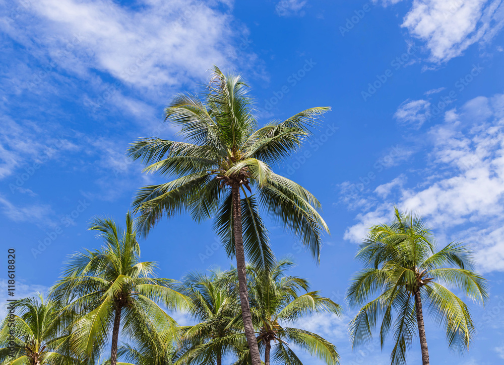 coconut palm tree on blue sky background 