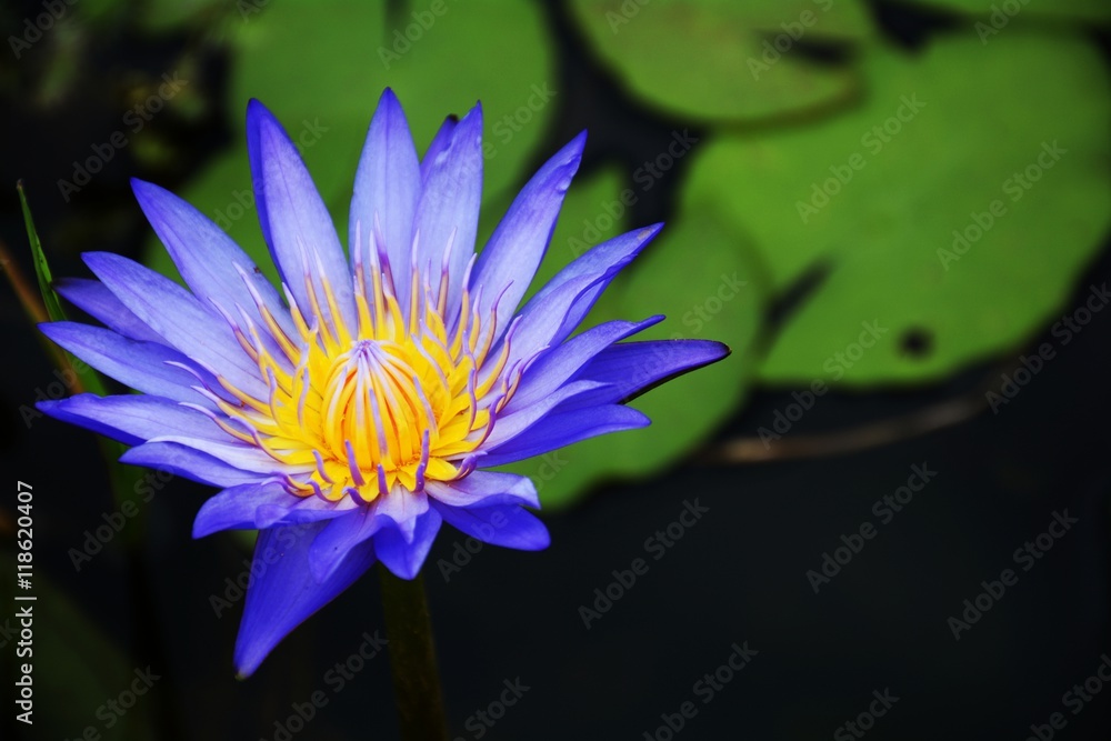closeup blue lotus blossoms blooming on pond background closeup blue lotus blossoms blooming on pond background