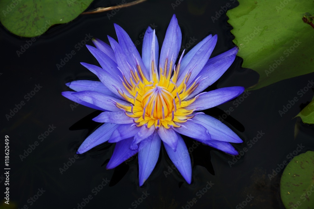 Foto auf Acrylglas mit closeup blue lotus blossoms blooming on pond background #118620499
