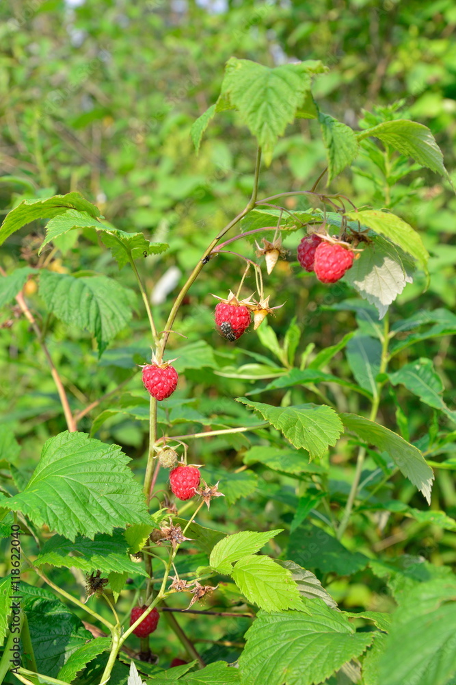 Branch of raspberry with the red berries on a background of gree Branch of raspberry with the red berries on a background of gree