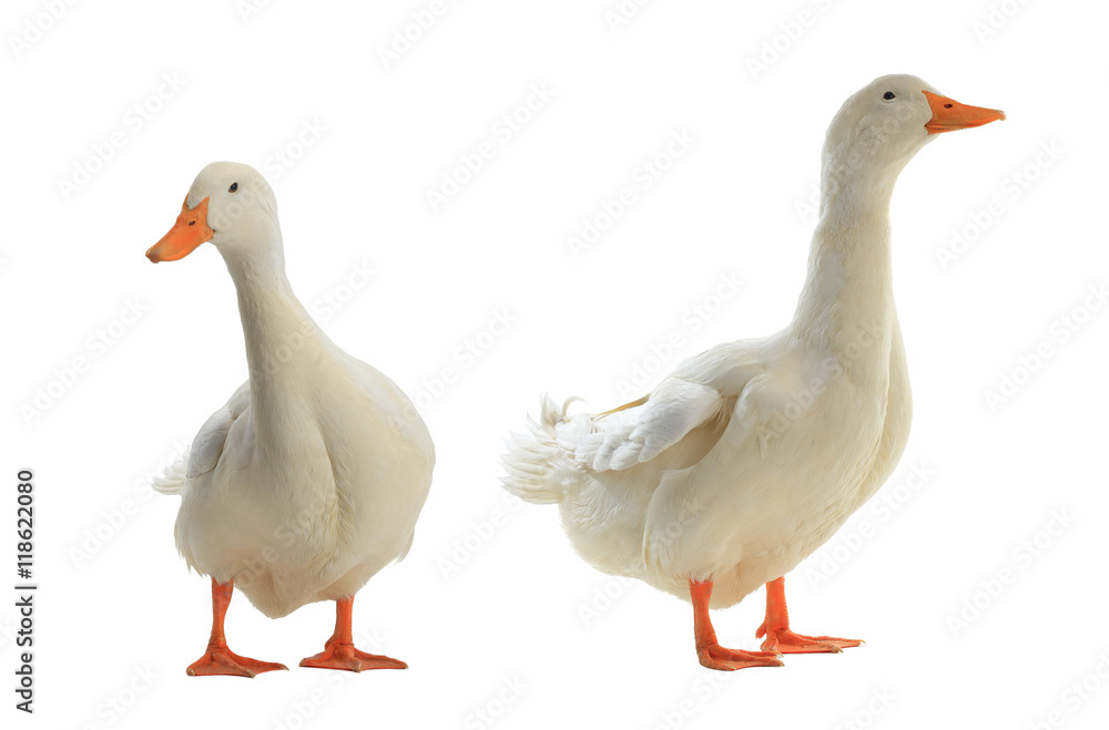 Obraz premium two duck