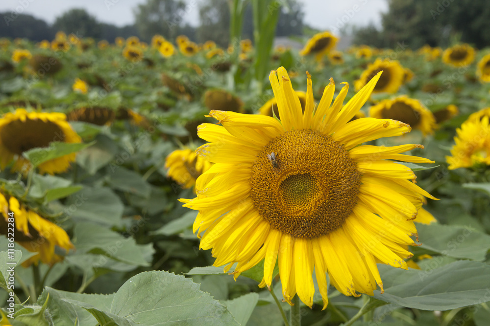 Fototapeta premium beautiful sunflowers in a field