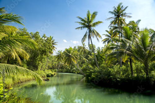 Coconut palms of Indonesia