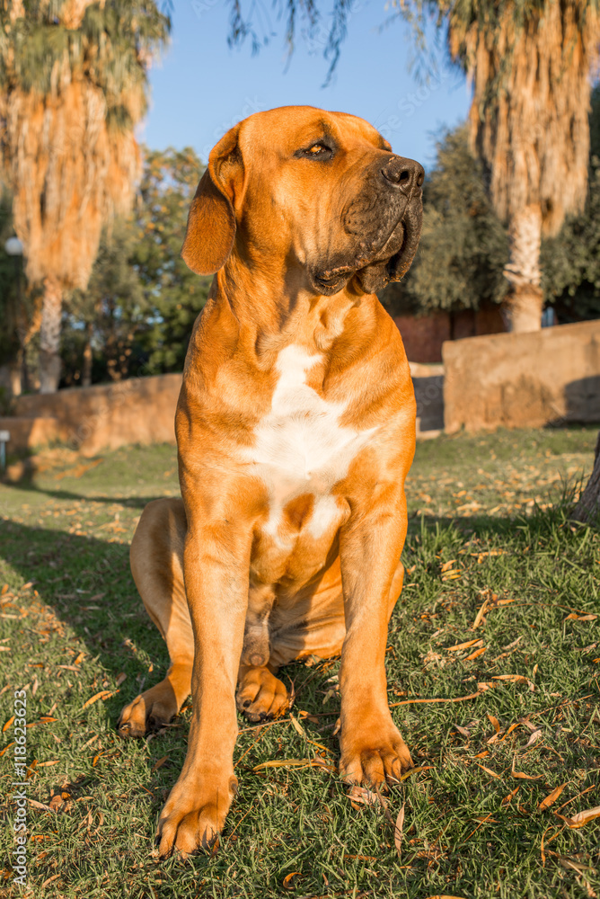 Full length Portrait of Boerboel Dog.