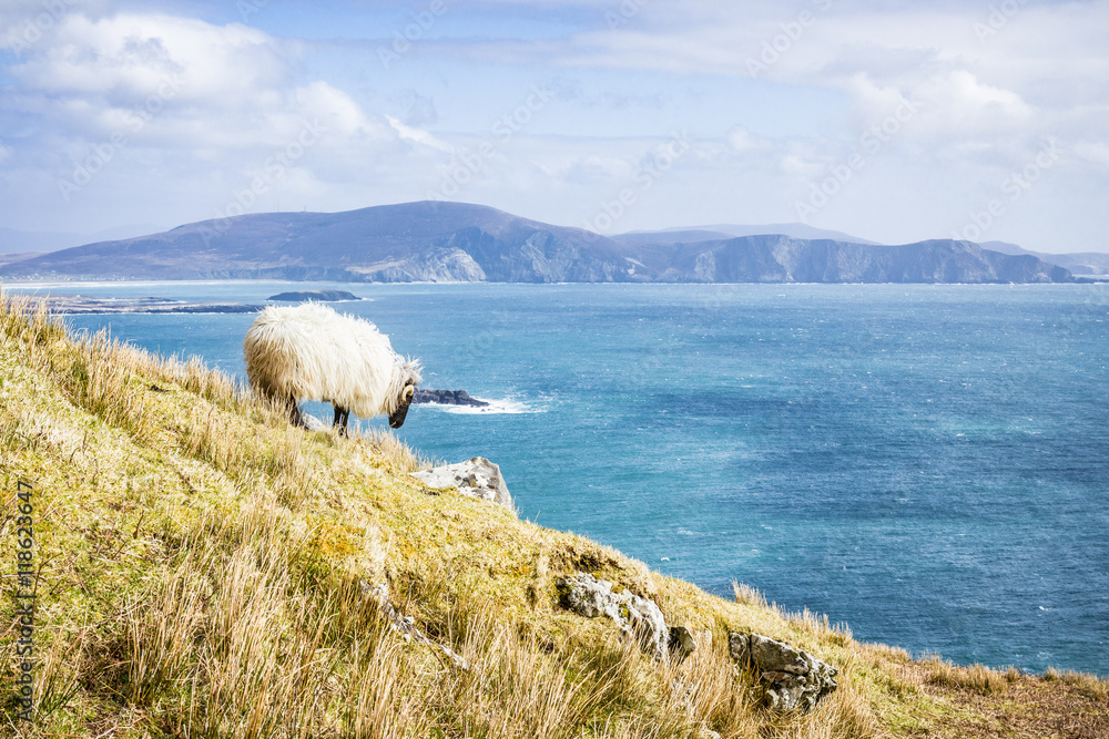 Naklejka premium A sheep grazing while overlooking the Atlantic Ocean on Achill Island, Co. Mayo, Ireland.