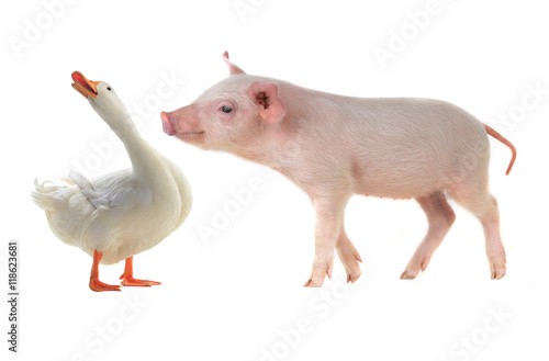duck and pig