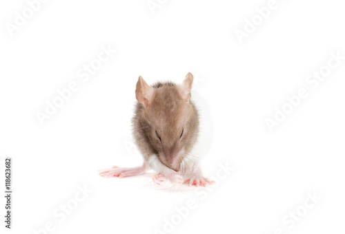 rat washes isolated on white background