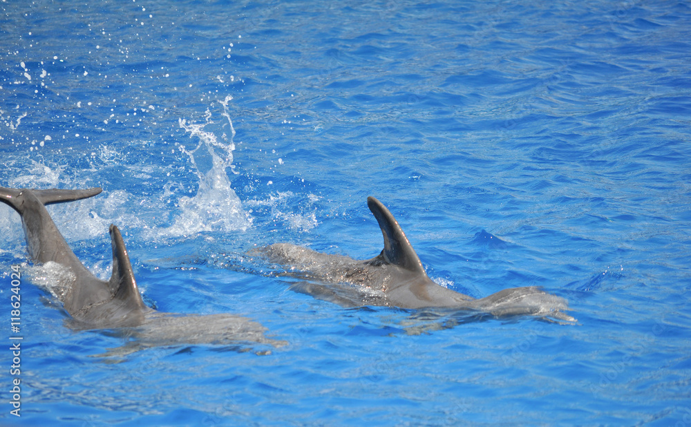 Fototapeta premium Dolphin mammal animal