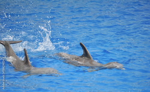 Dolphin mammal animal