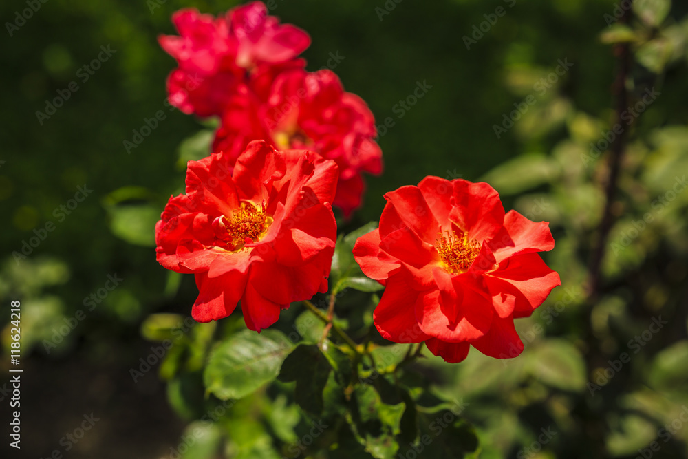 image on blur beautiful Colorful roses in the garden