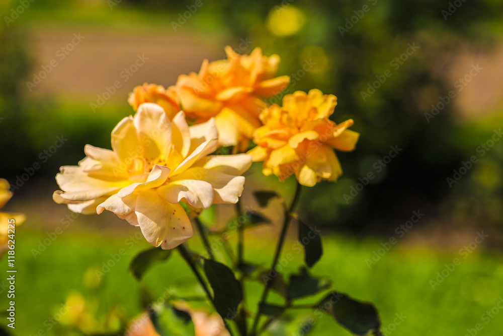 image on blur beautiful Colorful roses in the garden image on blur beautiful Colorful roses in the garden