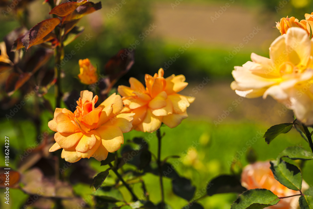 image on blur beautiful Colorful roses in the garden image on blur beautiful Colorful roses in the garden
