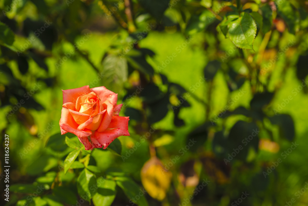 image on blur beautiful Colorful roses in the garden image on blur beautiful Colorful roses in the garden
