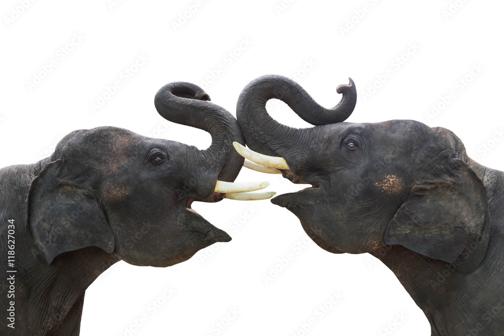 Fototapeta premium Twin elephants show making stance lift trunk up isolated on white background 