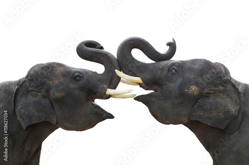 Twin elephants show making stance lift trunk up isolated on white background 