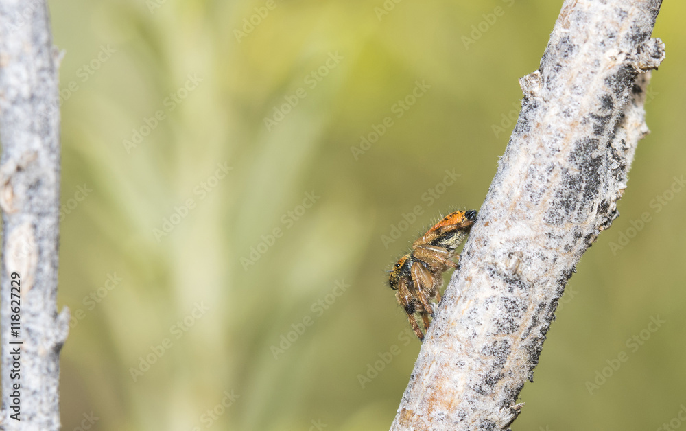 Jumping Spider (Salticidae) on Rabbitbrush Branch in Western United States Jumping Spider (Salticidae) on Rabbitbrush Branch in Western United States