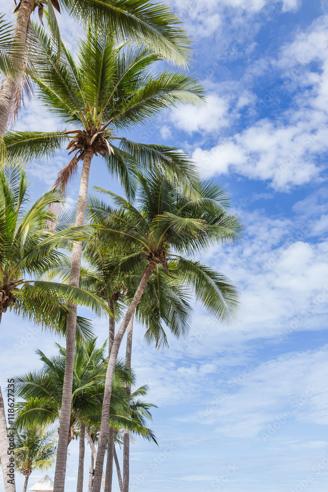 coconut palm  trees  on blue sky background 