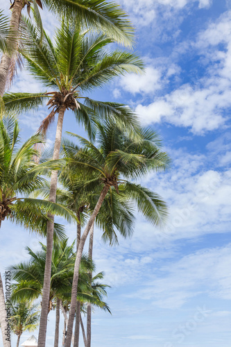 coconut palm  trees  on blue sky background 