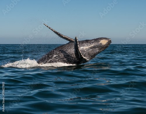 Dancing humpback whale