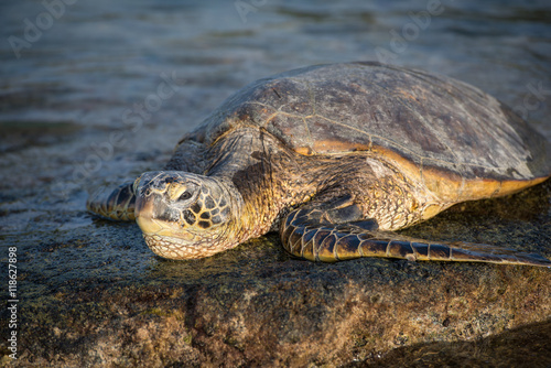 Sea turtle in hawaii