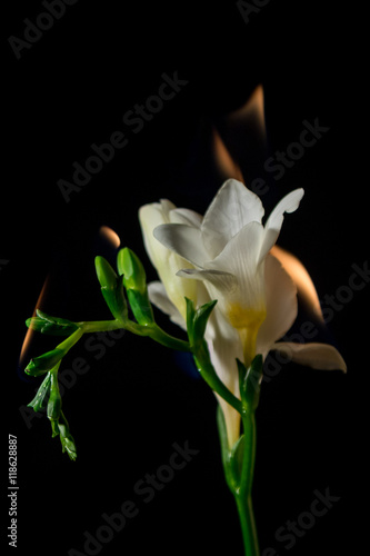 white freesia flower on fire