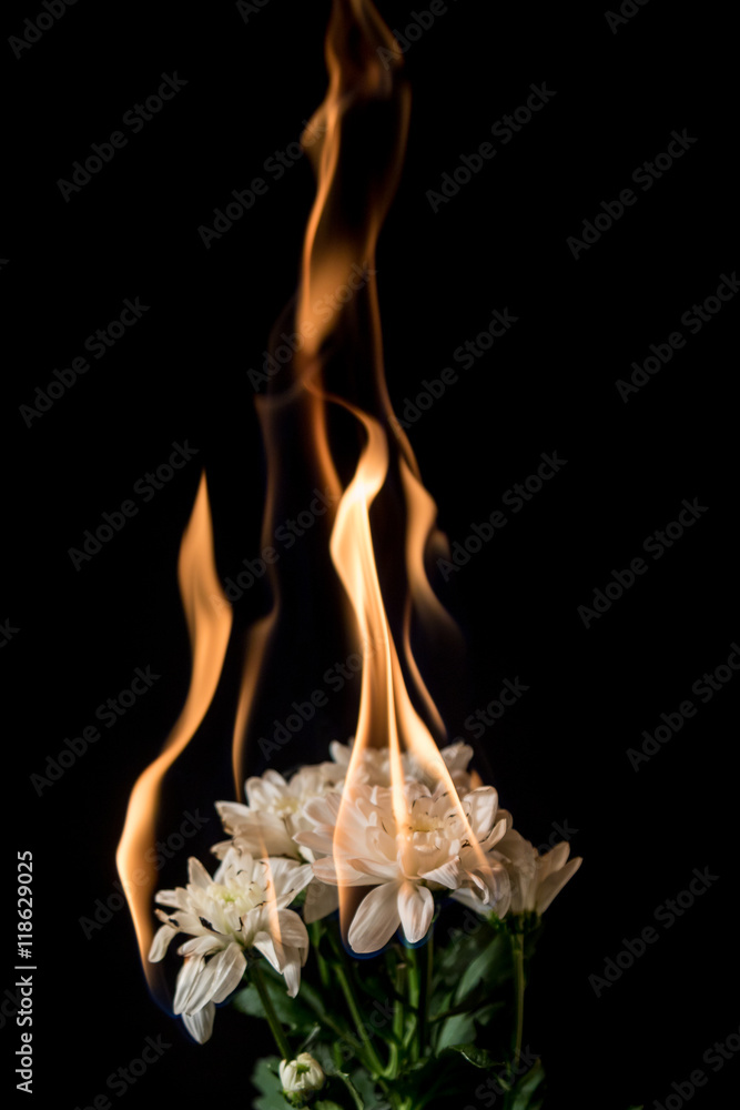 white flower on fire