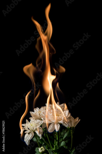 white flower on fire