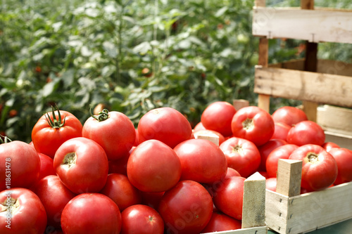 fresh organic tomatoes in a crate