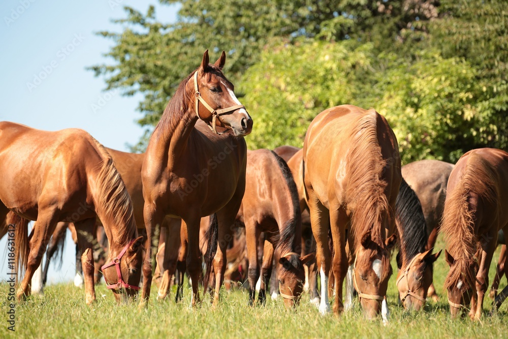 Horses on a background of trees Horses on a background of trees